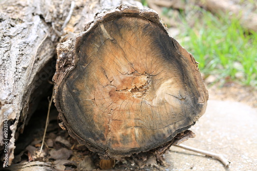 Cross section of old dry tree stump