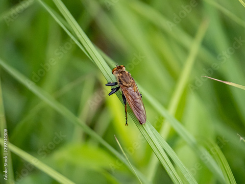 robber fly clinging to a blade of grass 1