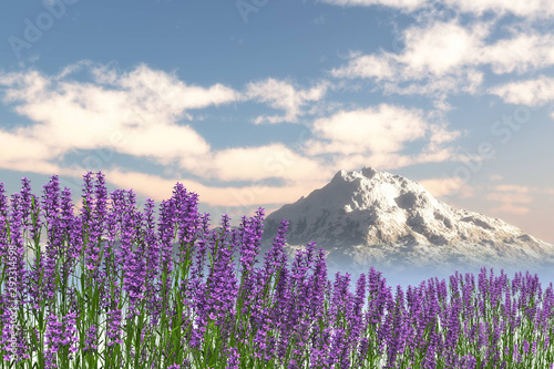 lavender flower field