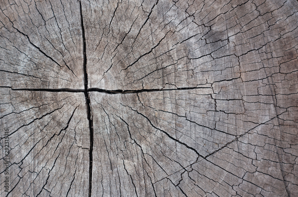 Fototapeta premium Wood texture background