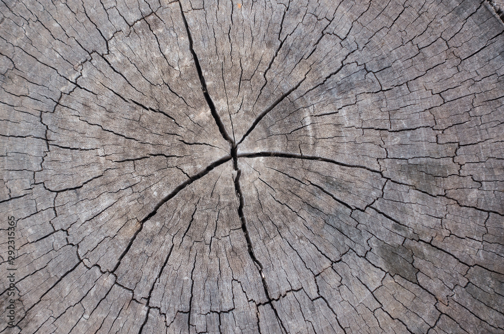 Fototapeta premium Wood texture background