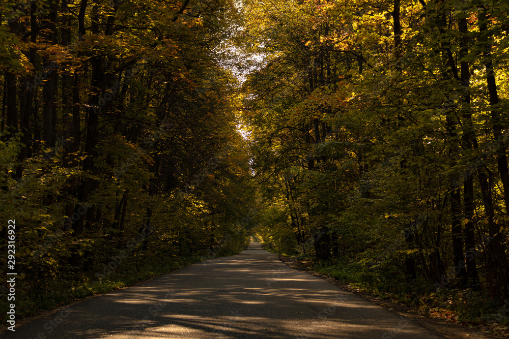 Road going through the autumn forest