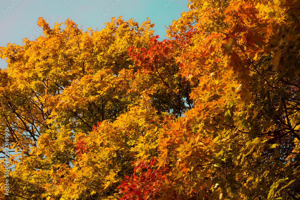 Bright September forest - yellow, orange maple leaves against a blue sky