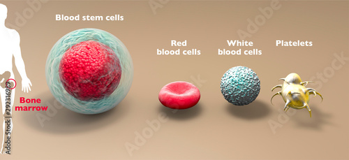 Blood stem cell is an immature cell that can develop into all types of blood cells, including white blood cells, red blood cells, and platelets. Bone marrow. 3d render photo