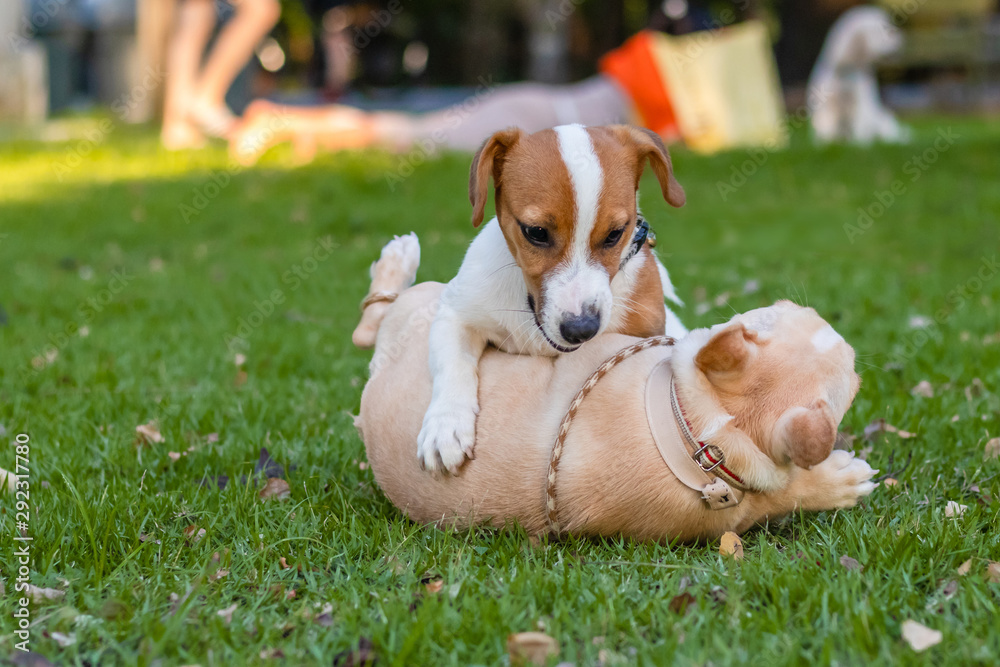 Jack Russell and French Bulldog Puppy, dog playing the green park, relax pet, animal funny, Two puppy playing on green grass