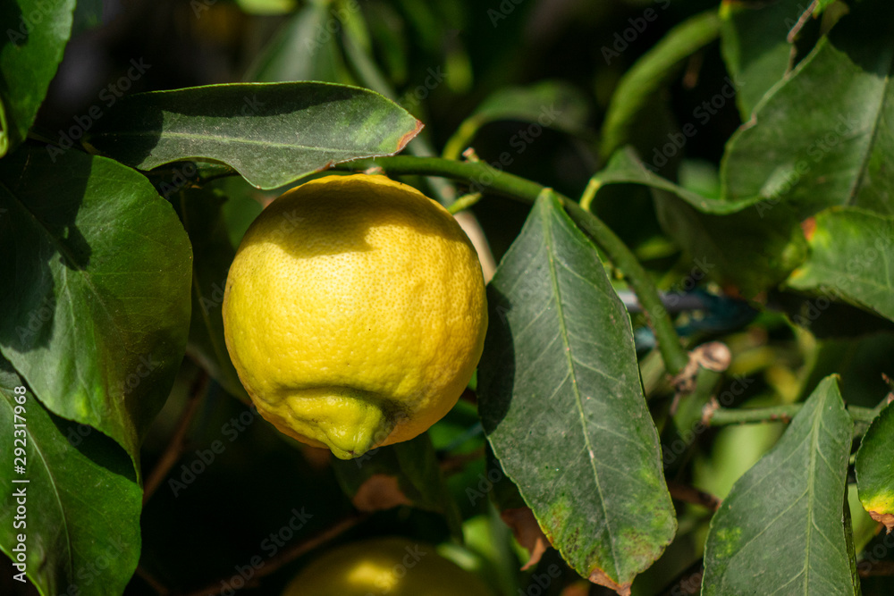limone sicilia 