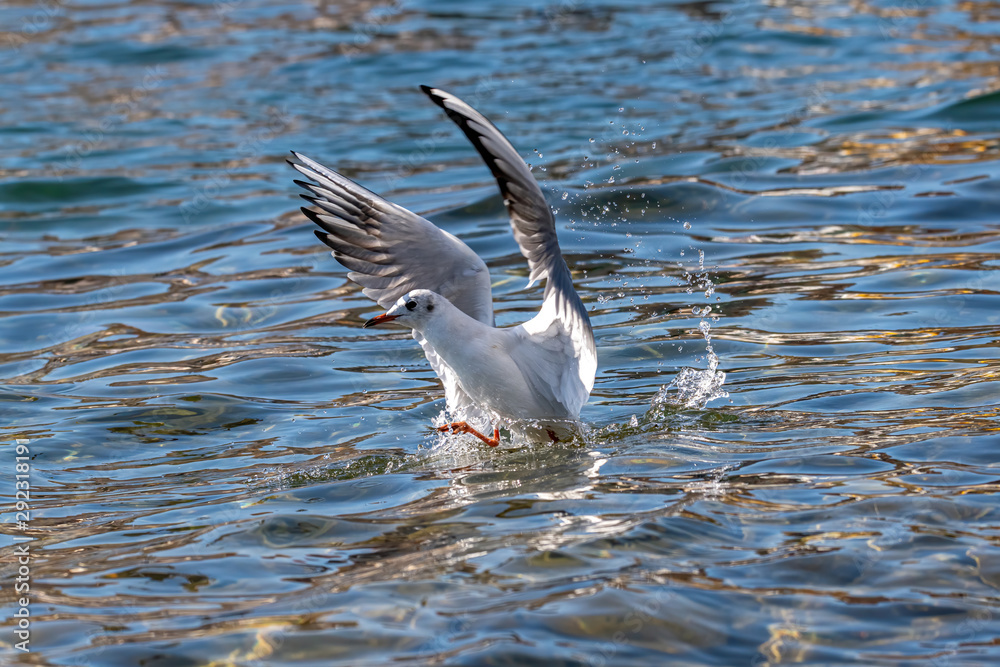 Portrait of natural common black-headed gull (Larus ridibundus) Portrait of natural common black-headed gull (Larus ridibundus)