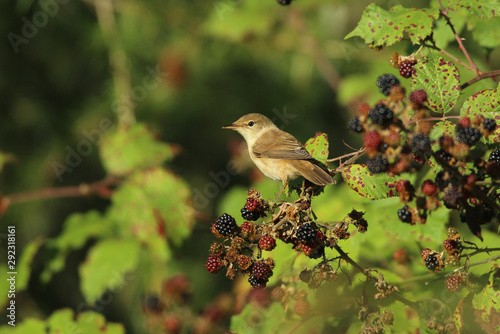 fauvette des jardins