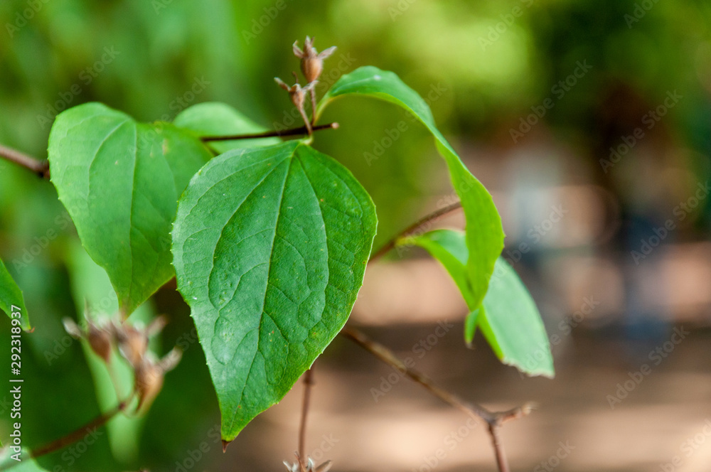 Green leaves on trees close-up on bokeh background.