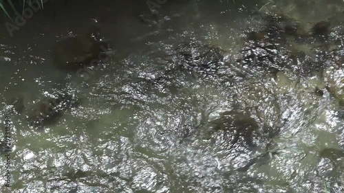 River water flow and water surface