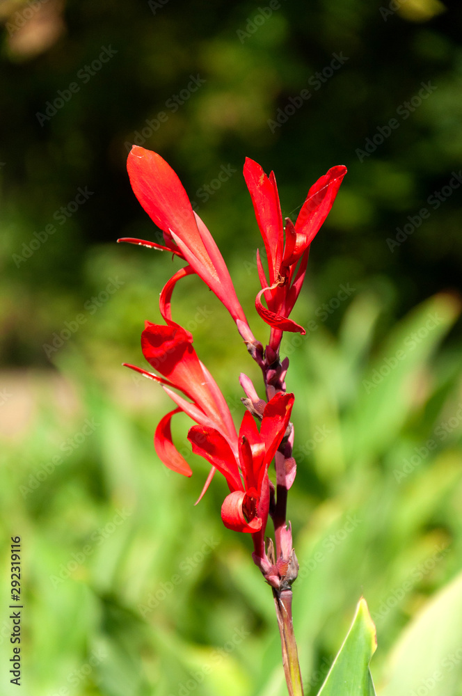 Red flower close-up on a bokeh background.