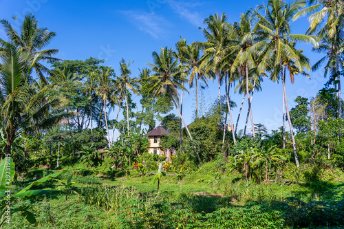 Wallpaper Mural Landscape with green palm tree and a stone home on a sunny day in Bali Island, Indonesia. Nature and travel concept Torontodigital.ca