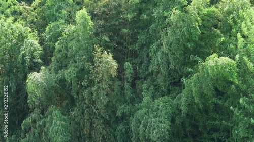 Bamboo grove swaying in the wind