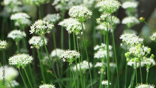 Japanese leek flowers swaying in the wind