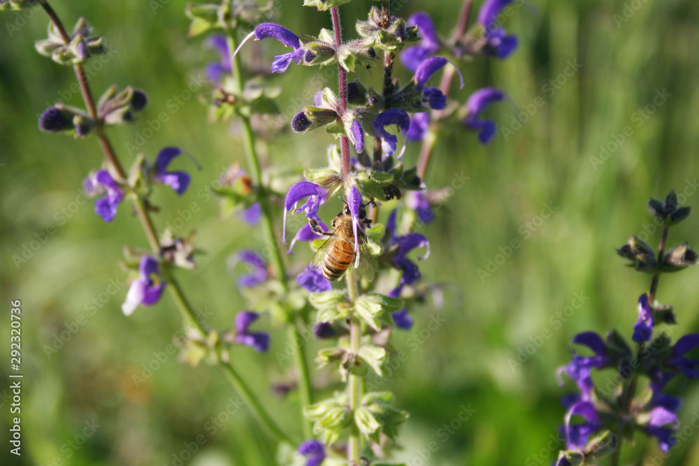 Honey bee on Sage plant purple flowers in the meadow. Apis mellifera insect on Salvia pratensis in bloom Honey bee on Sage plant purple flowers in the meadow. Apis mellifera insect on Salvia pratensis in bloom