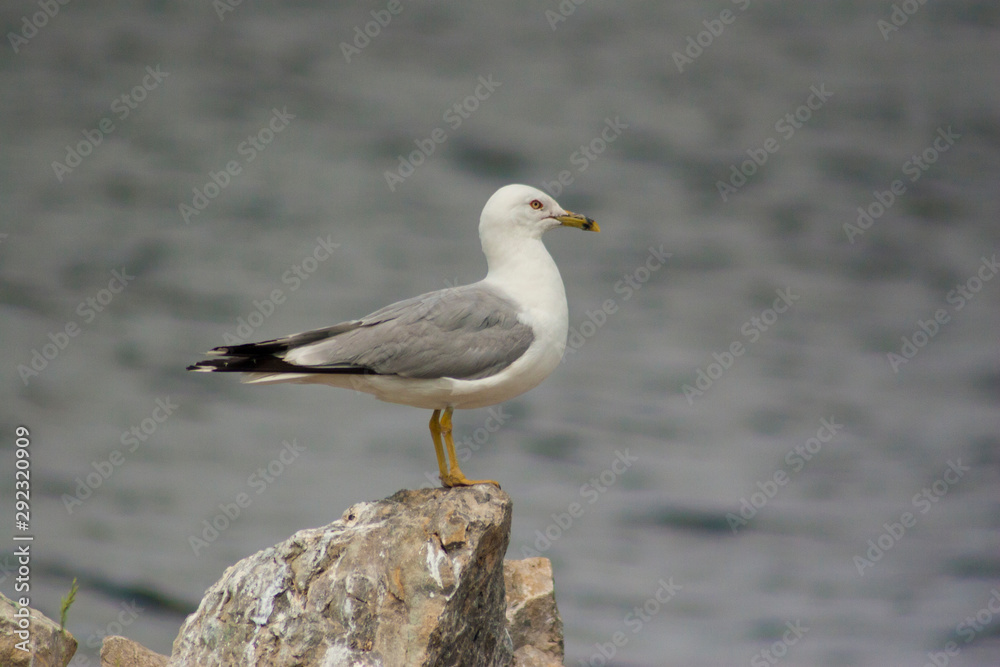 seagull seagull