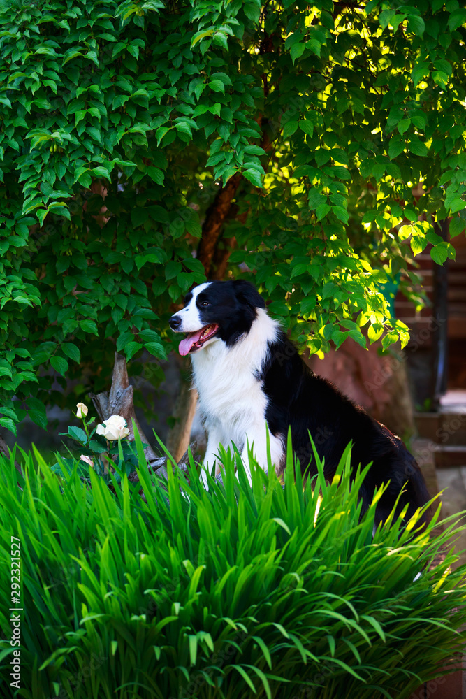 Dog Border Collie sitting in a garden
