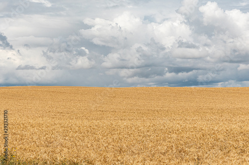 Beautiful field landscape with crops and stormy sky.