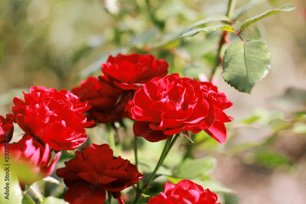 A postcard with a bluer effect which depicts beautiful red roses in the garden, on a beige-green blurred background A postcard with a bluer effect which depicts beautiful red roses in the garden, on a beige-green blurred background