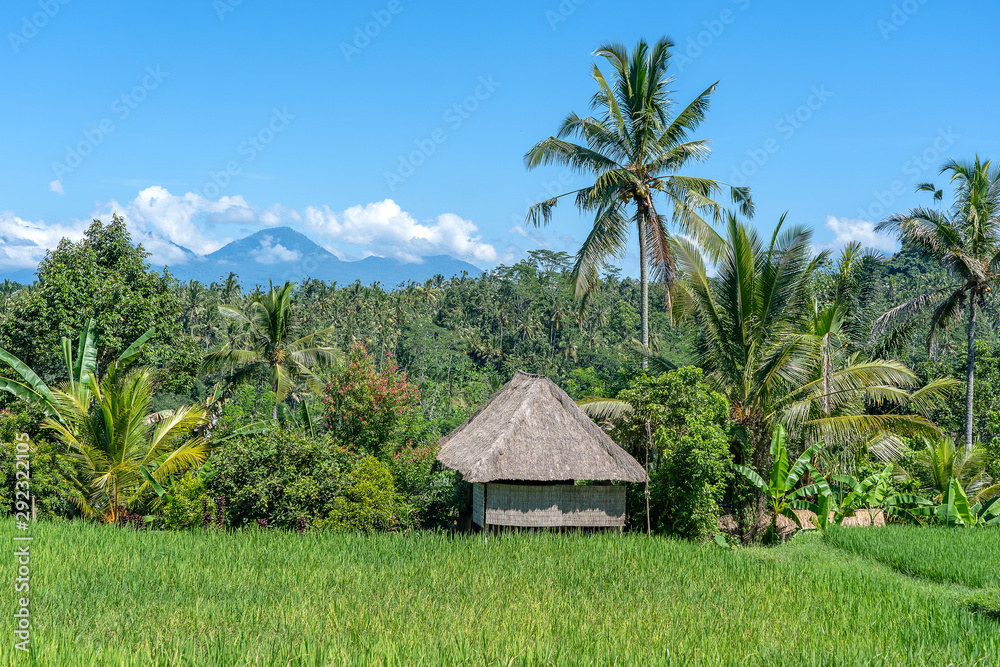 Landscape with rice fields, straw house and palm tree at sunny day in island Bali, Indonesia. Nature and travel concept Landscape with rice fields, straw house and palm tree at sunny day in island Bali, Indonesia. Nature and travel concept