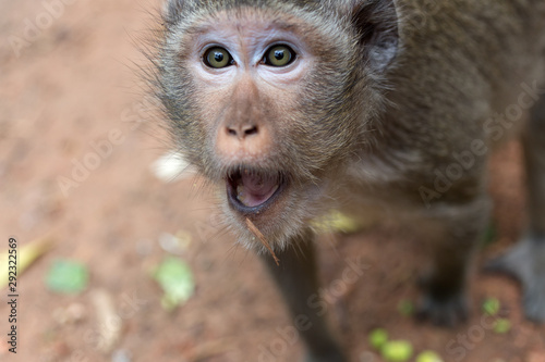 Canvas Print Wild long tail macaque monkey in the forest of Cambodia closeup