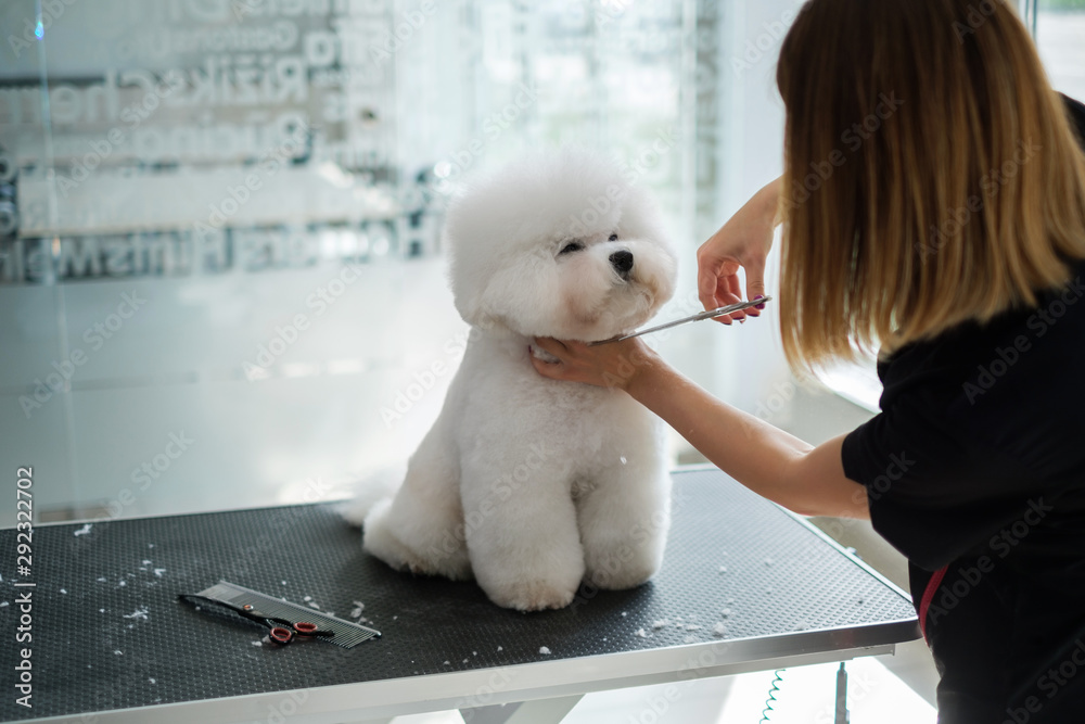 Bichon Fries at a dog grooming salon - obrazy, fototapety, plakaty 