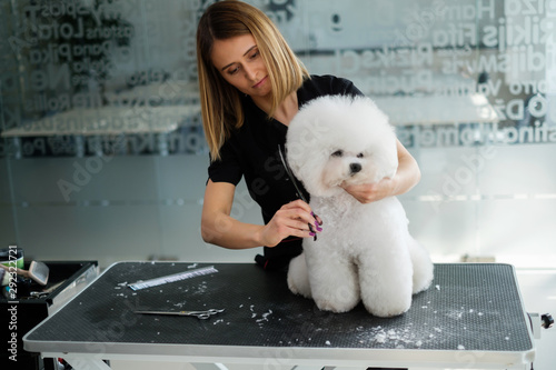 Bichon Fries at a dog grooming salon