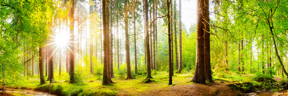 Wald Panorama mit heller Sonne, die durch die Bäume scheint