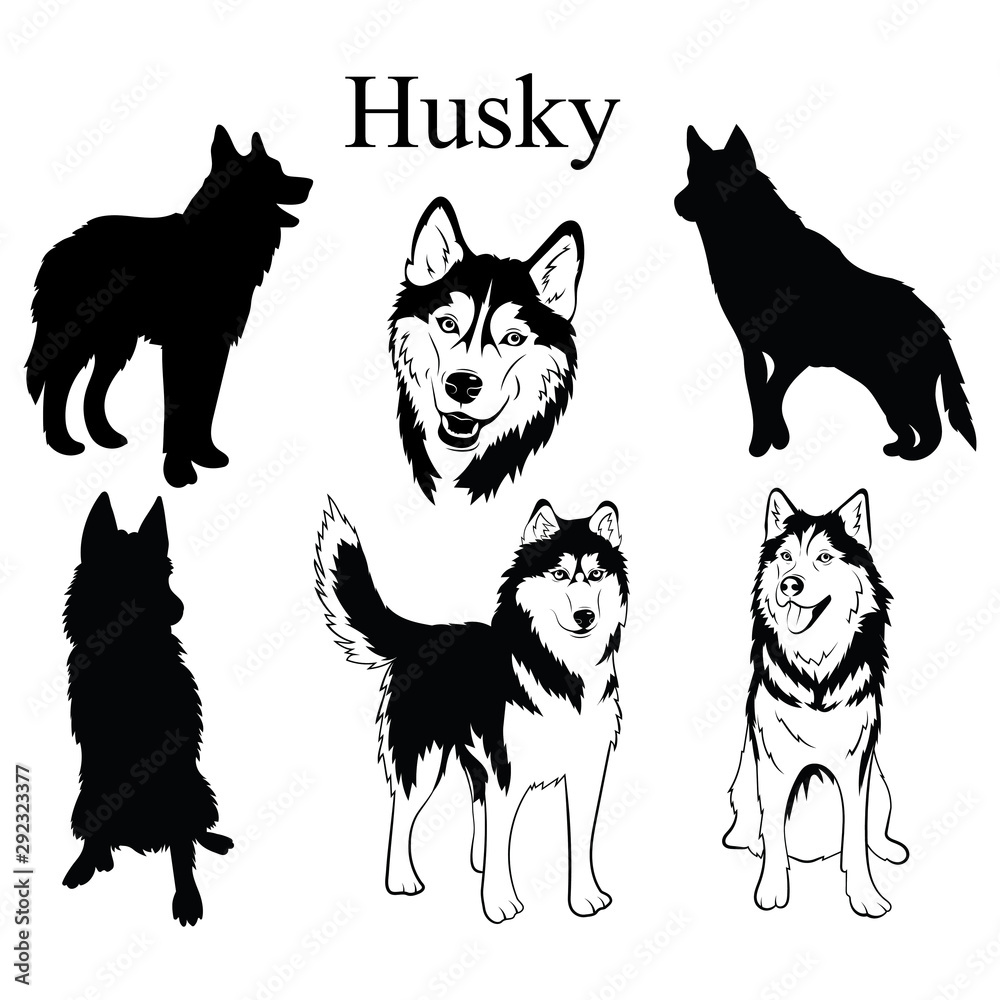 Husky set. Collection of pedigree dogs. Black and white illustration of ...