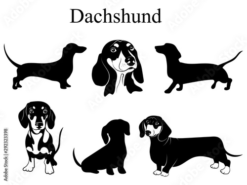 Dachshund set. Collection of pedigree dogs. Black white illustration of a dachshund dog. Vector drawing of a pet. Tattoo.