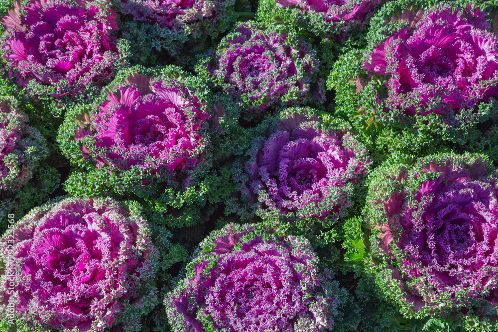 Cabbage flowers blooming for the background.