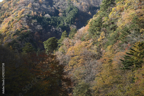 秋の森 © sunnysunny