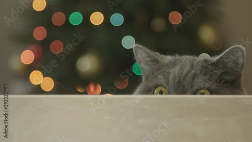 Cat looking funny on Christmas tree background. Cat celebrate Christmas and New Year. Cat with big eyes peeps out from under the table on Christmas tree background. Christmas and New Year Decoration. 