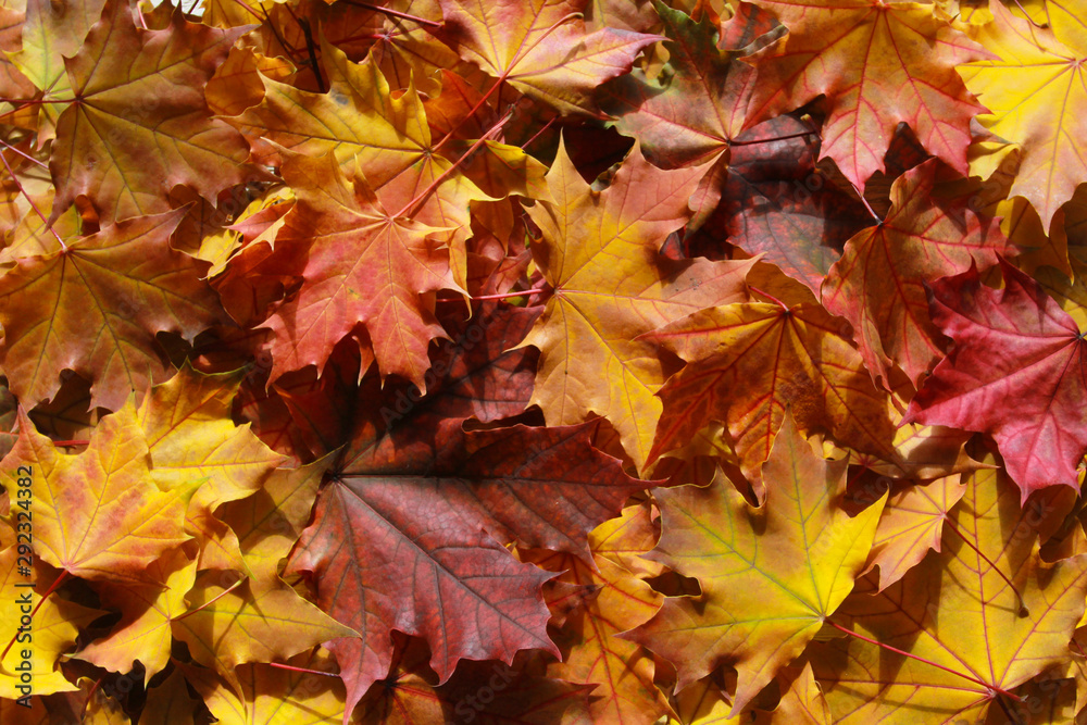 Fall leaves background. Welcome Autumn concept. Maple, texture, pattern, September, October, November, thanksgiving