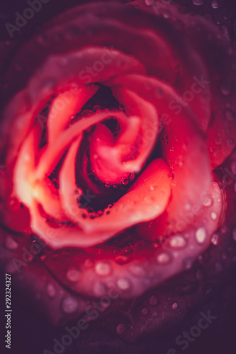 Vintage single rose flower background