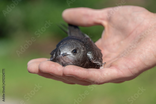 The man hand holds the swifts found in order to let go, close up. Newborn swift in human arms . Care of a small bird that fell out of the nest. Wildlife conservation