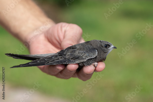 Canvas Print The man hand holds the swifts found in order to let go, close up
