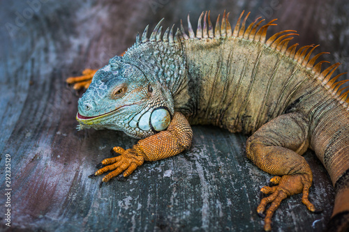 iguana on the stone