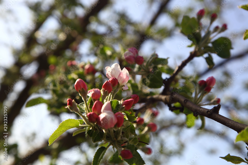 apple with flowers apple with flowers