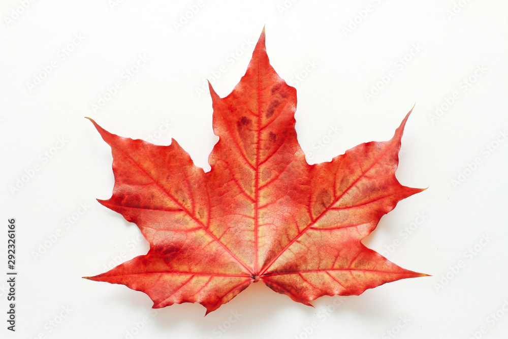 Maple leaf isolated on white background. Red fall foliage concept. Meet Autumn, September, October, November, pattern Maple leaf isolated on white background. Red fall foliage concept. Meet Autumn, September, October, November, pattern