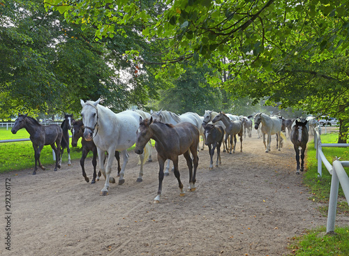 Schilderij op canvas Kladruby nad Labem, National Stud Farm, UNESCO World Heritage Site, Czech republic