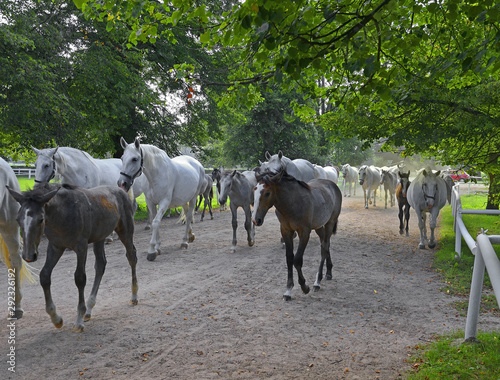 Foto Kladruby nad Labem, National Stud Farm, UNESCO World Heritage Site, Czech republic