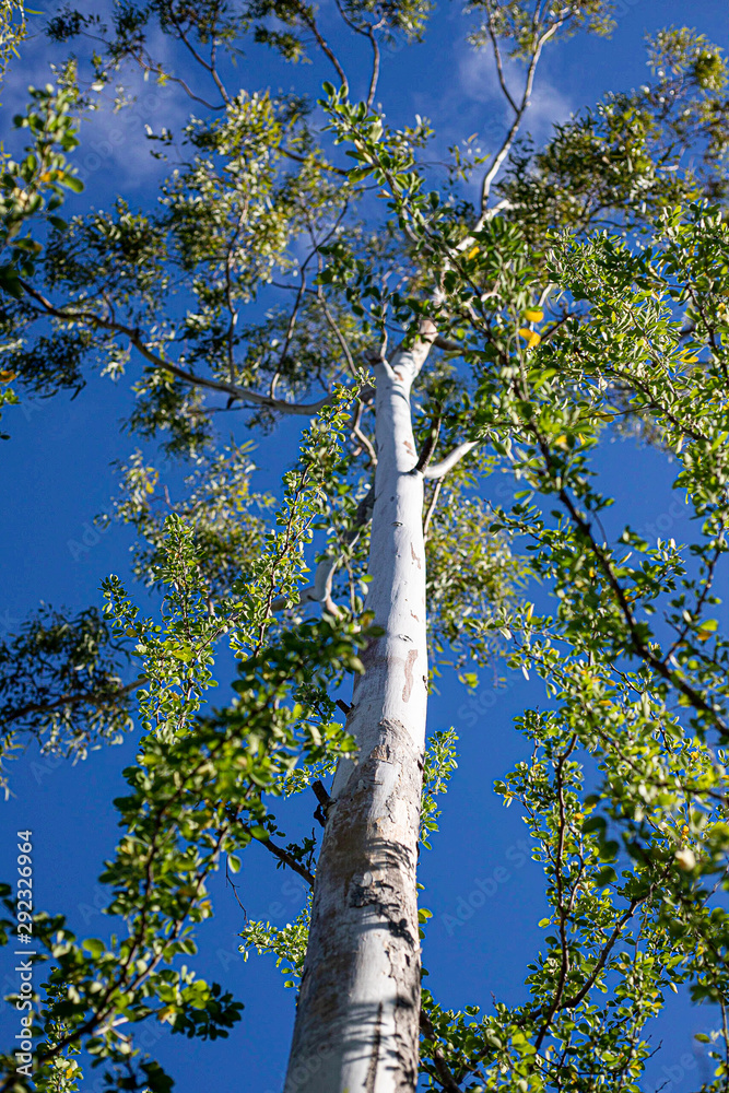 Fototapeta premium Arbre