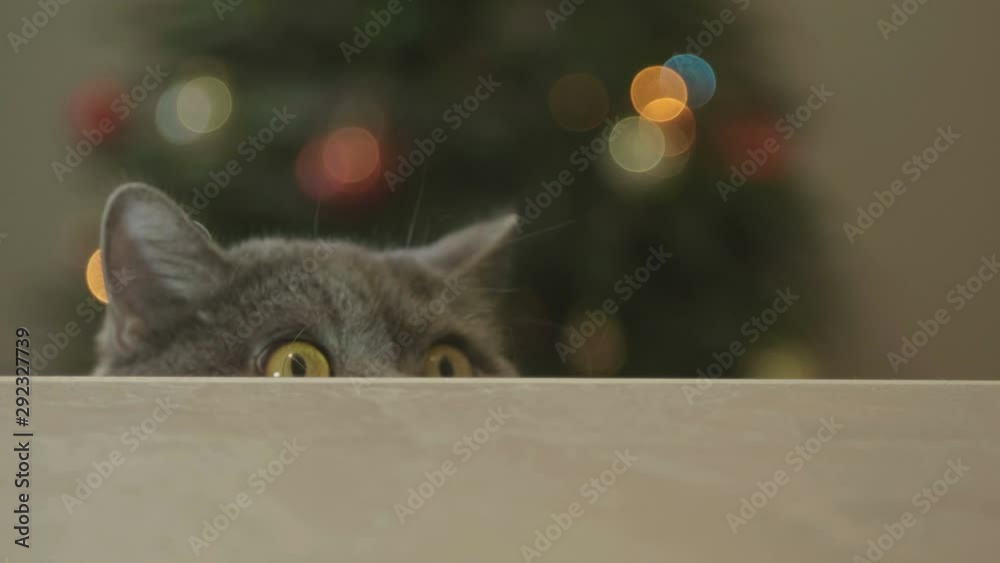 Cat looking funny on Christmas tree background. Cat celebrate Christmas and New Year. Cat with big eyes peeps out from under the table on Christmas tree background. Christmas and New Year Decoration. 