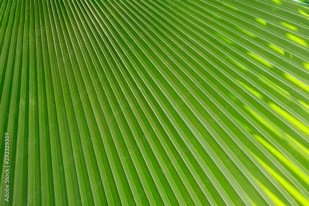 plam leaf plam leaf