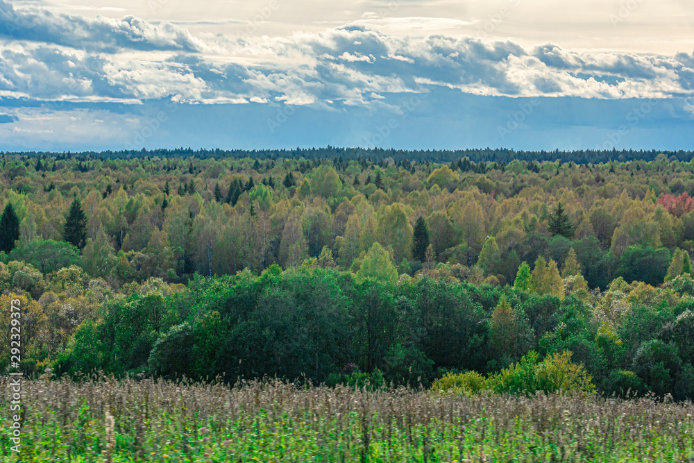 Fototapeta premium mixed forest. Soft focus. Abstract defocused image.