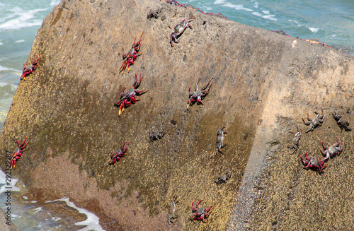 Rote Felsenkrabbe auf einen Stein im Wasser photo