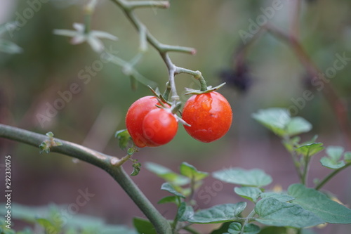 tomates cerise