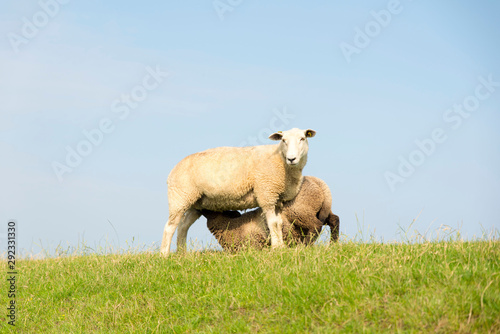 Mammal sheep on a dyke in front of blue sky