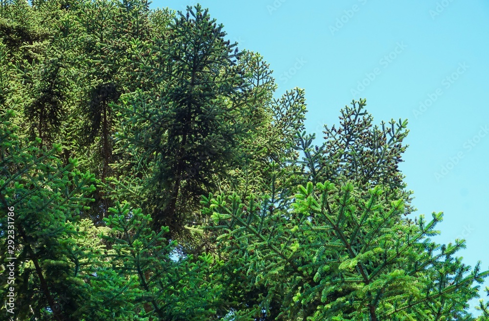 Fir branches against the sky Fir branches against the sky